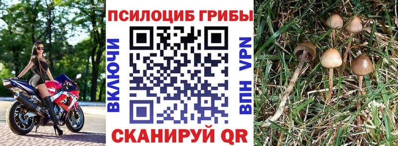 Псилоцибиновые грибы Cubensis  купить закладку  Казань 