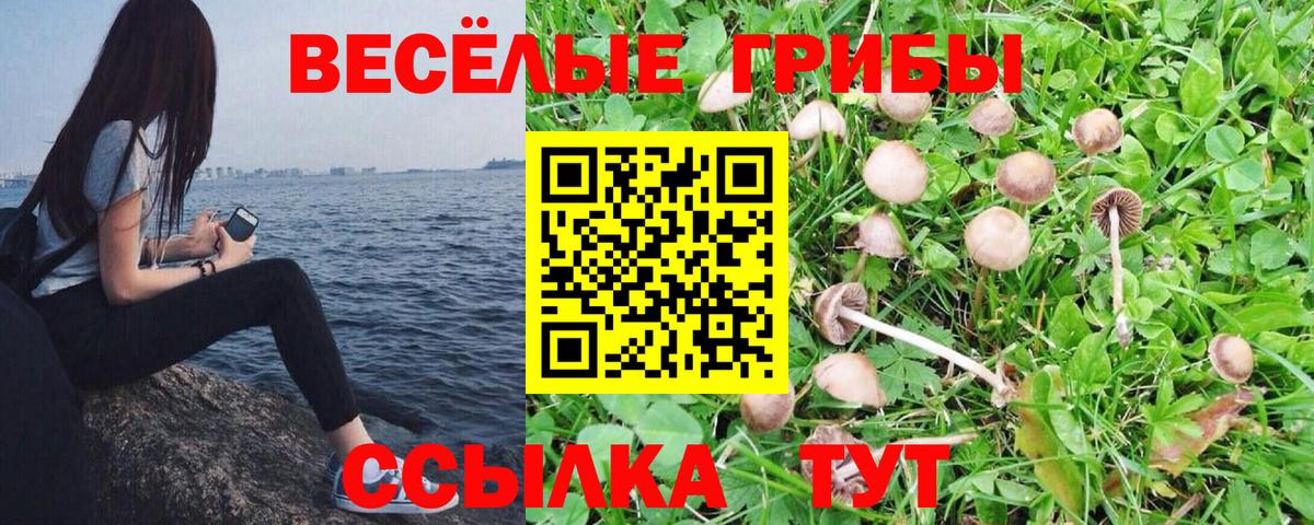 Казань  что такое наркотик  Вход с VPN  Псилоцибиновые грибы мухоморы  Псилоцибиновые грибы прущие грибы 